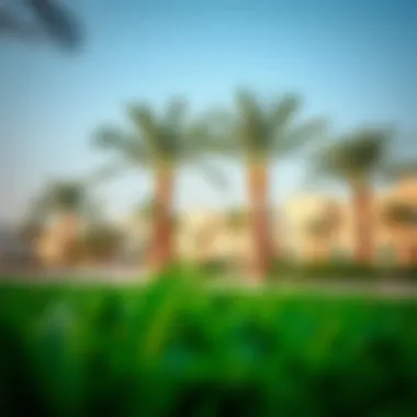 Lush Greenery in Community Park Community park in Al Dhait South with lush greenery